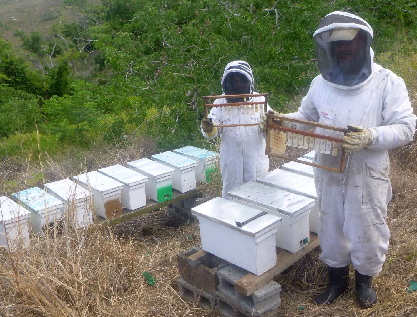 Fiji Beekeepers Association - Pacific Farmer Organisations
