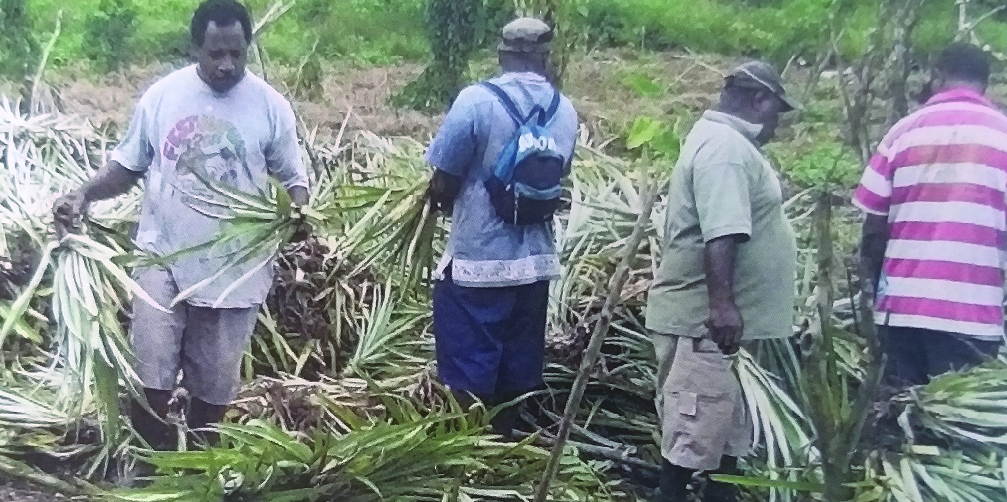 Planting Pineapple