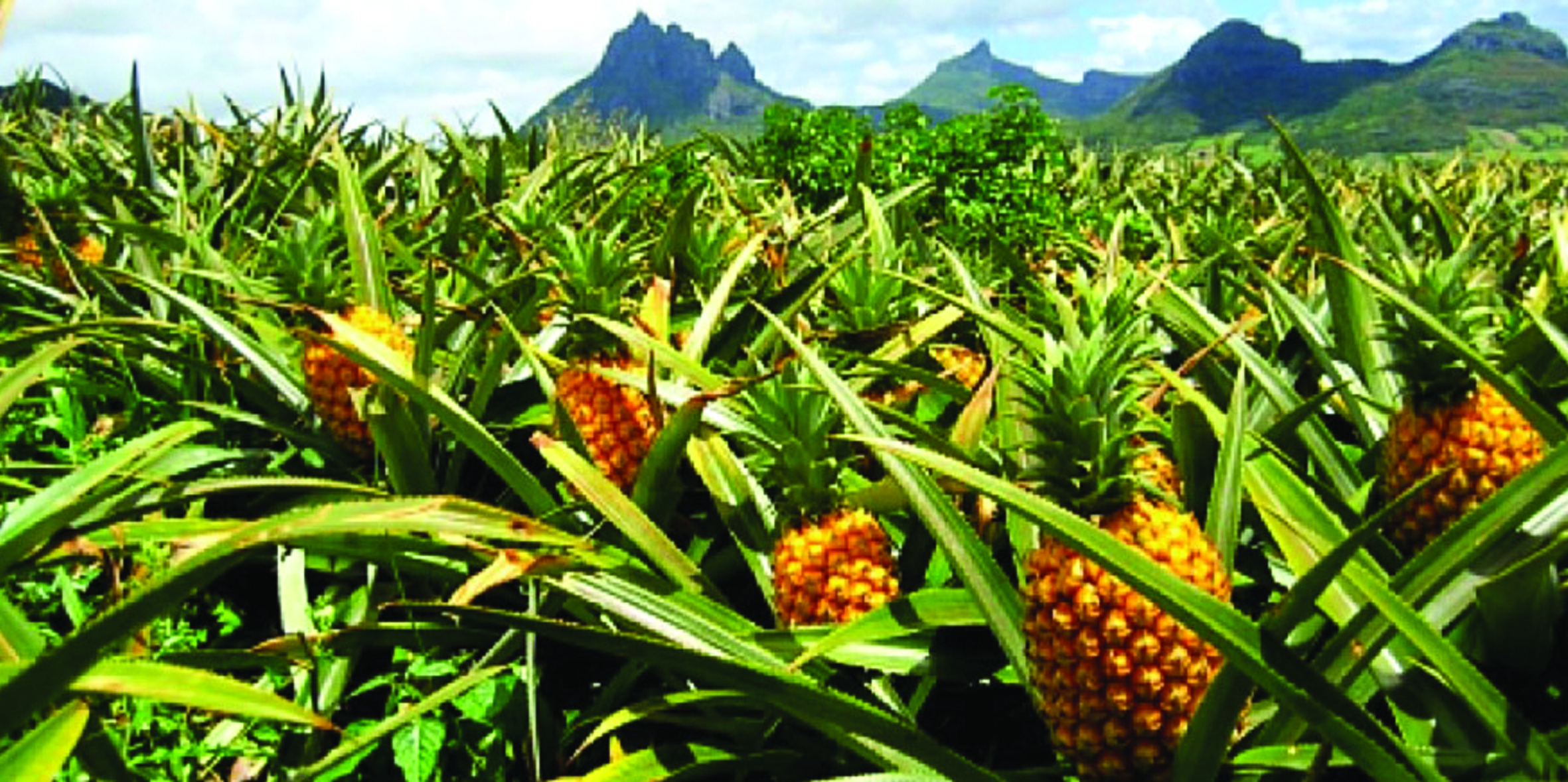 Harvesting situation on flat terrain (site A) and steep slope