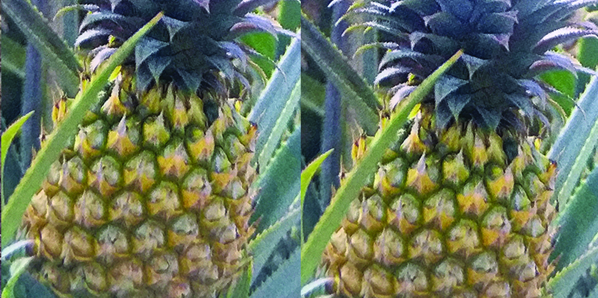 Pineapple Planting Material